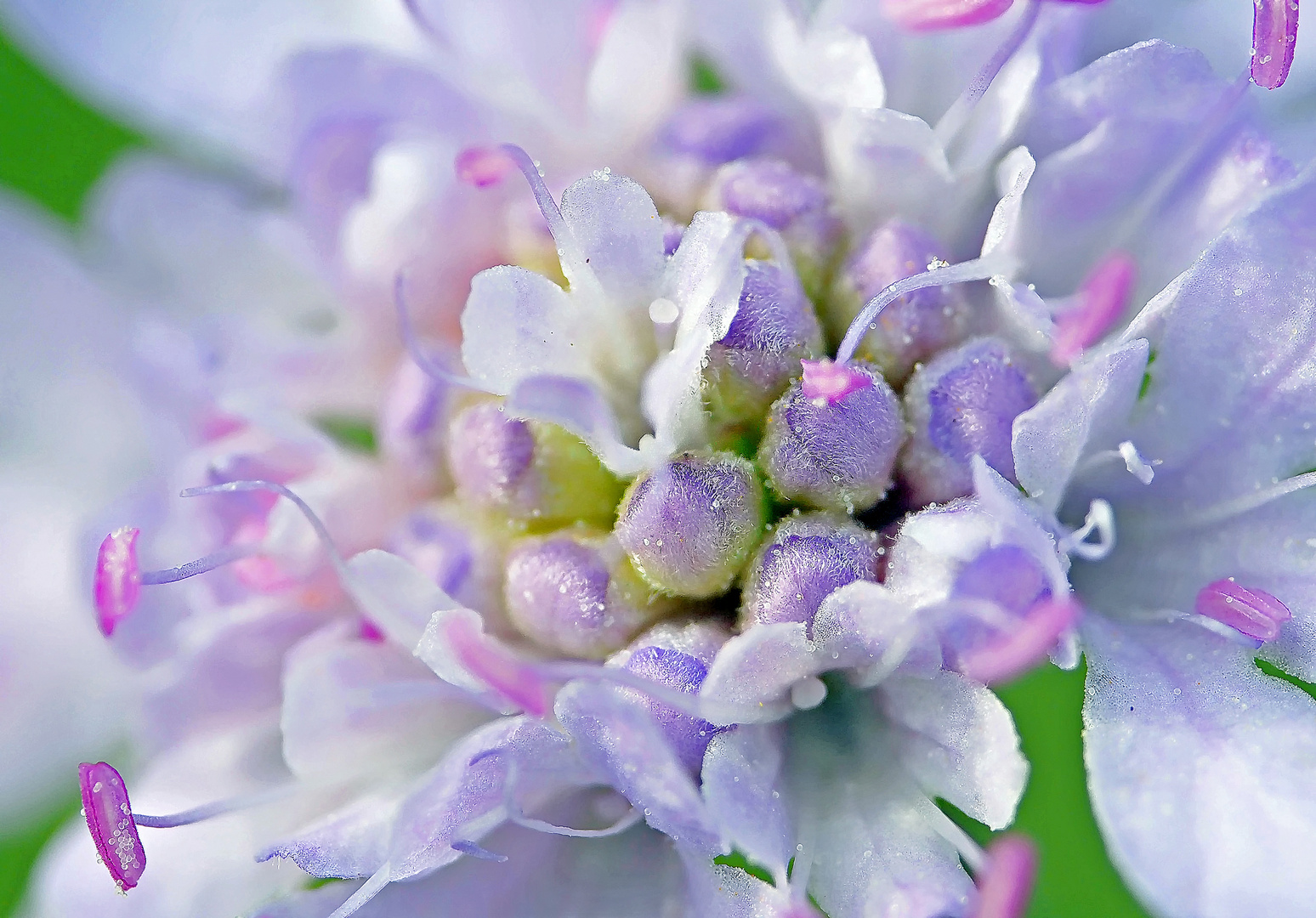 Scabiose