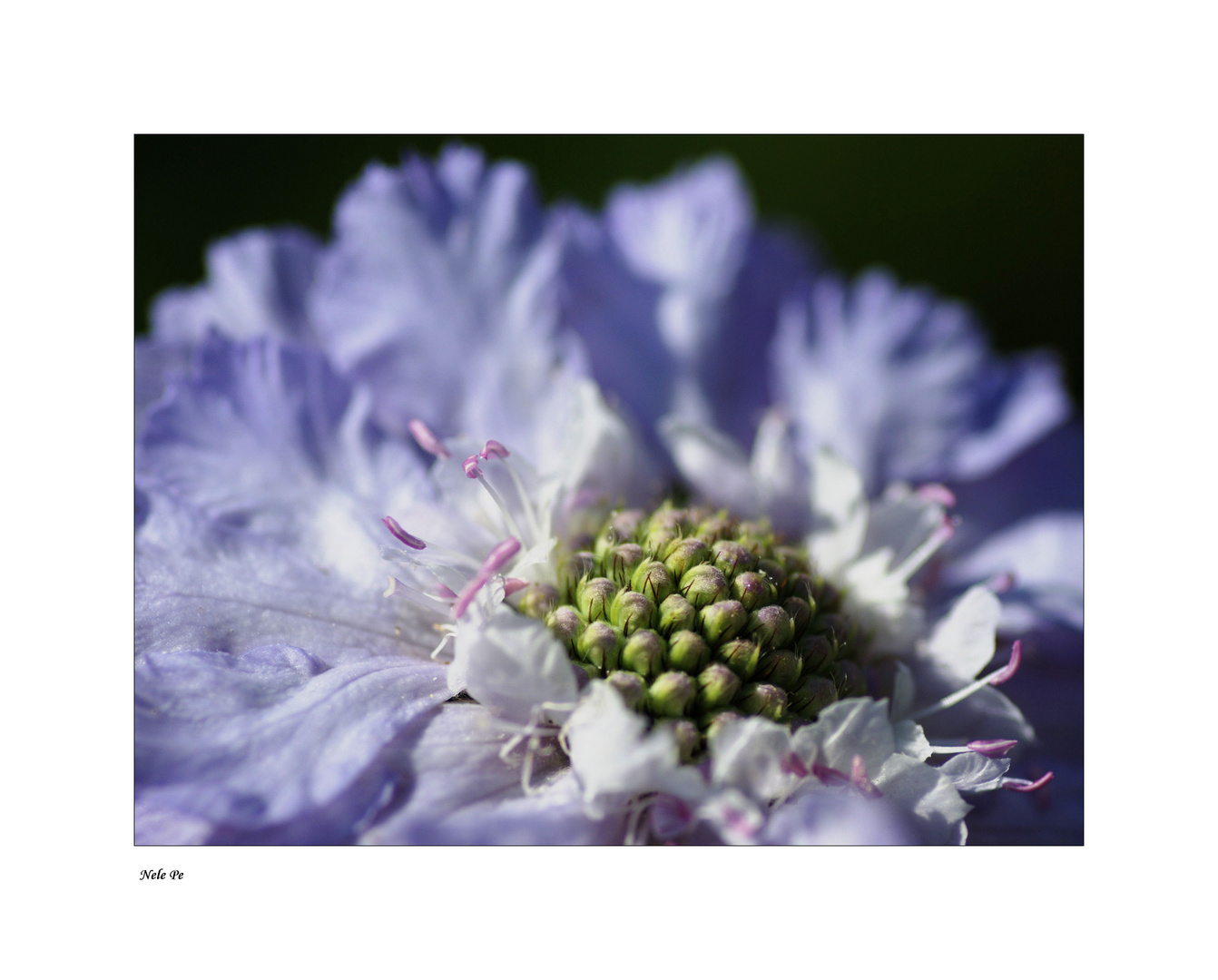 Scabiose