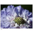 Scabiose