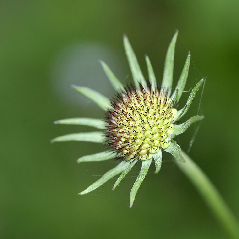 Scabiose