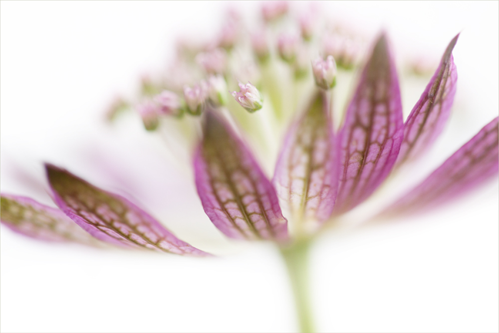 Scabiose I