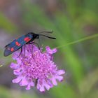 Scabiose mit Widderchen