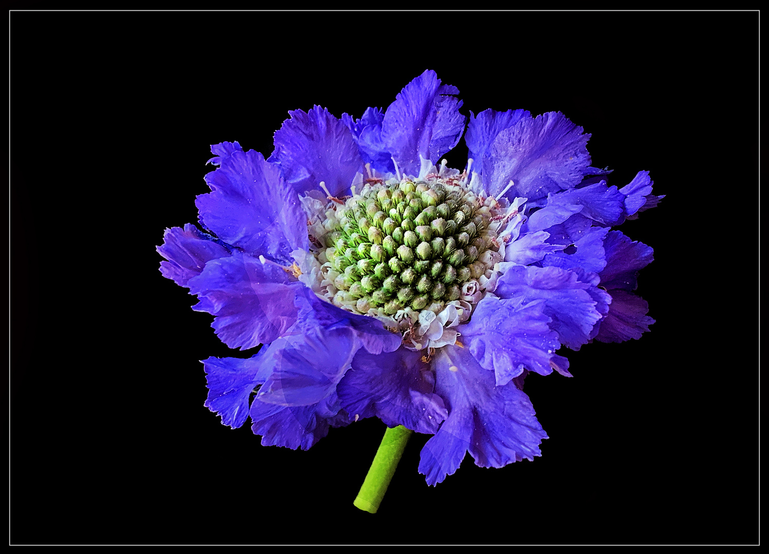 Scabiose mr4xxxx