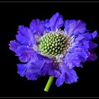 Scabiose mr4xxxx