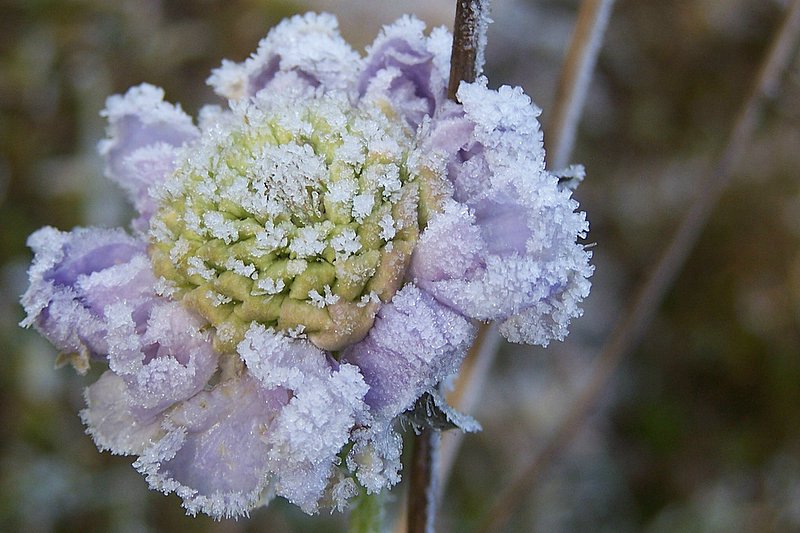 scabiose vereist