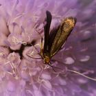 Scabiosen-Langhornmotte