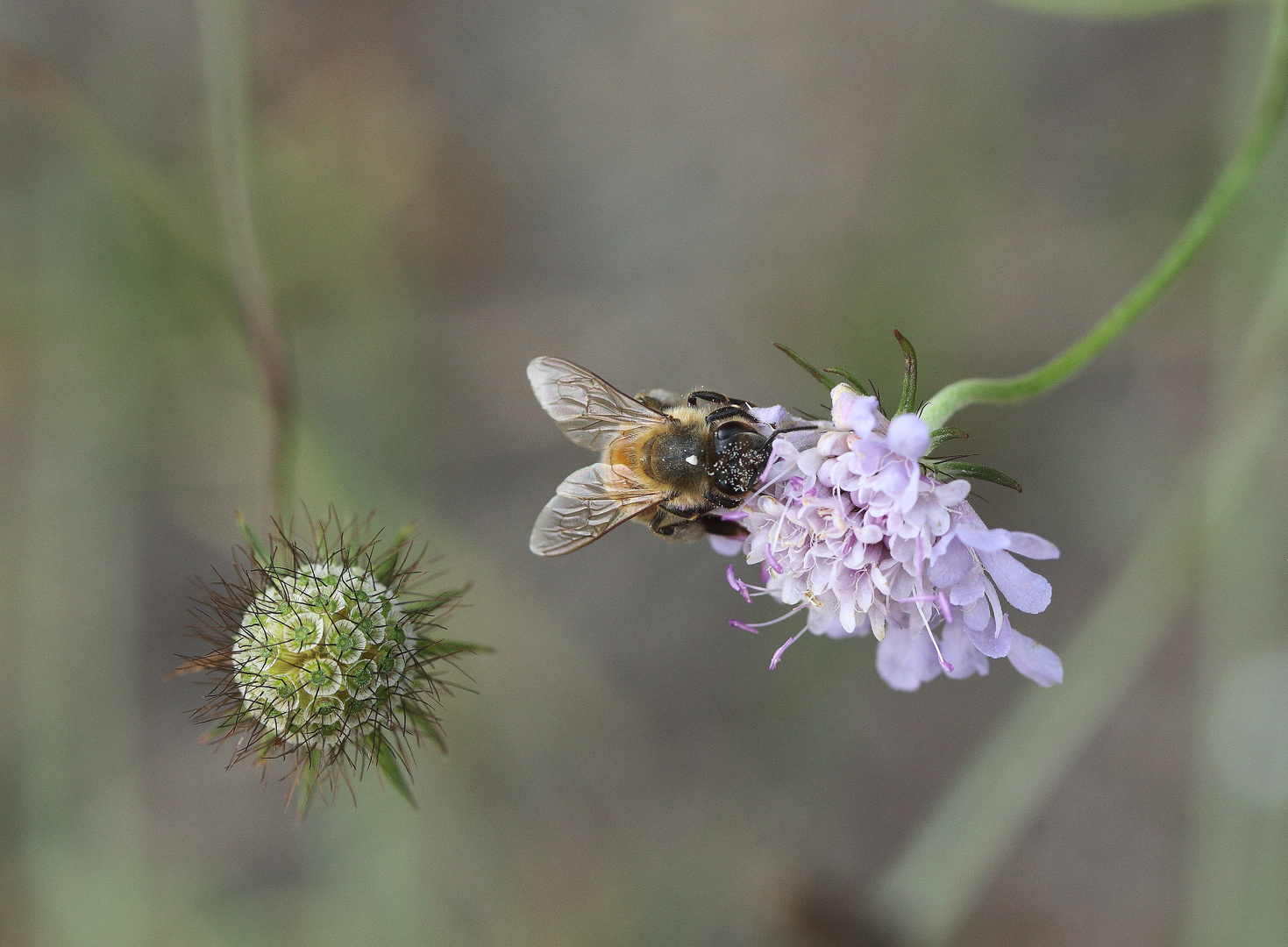 Scabiosen u. Insekten.....