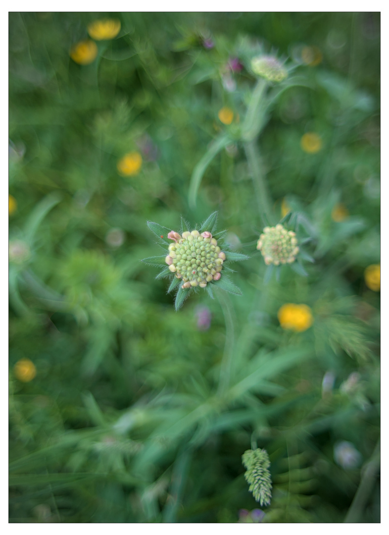 Scabiosenblütenknospe