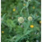 Scabiosenblütenknospe