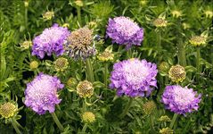 Scabioze.