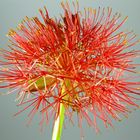 Scadoxus 