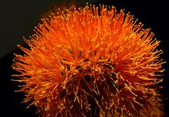 Scadoxus