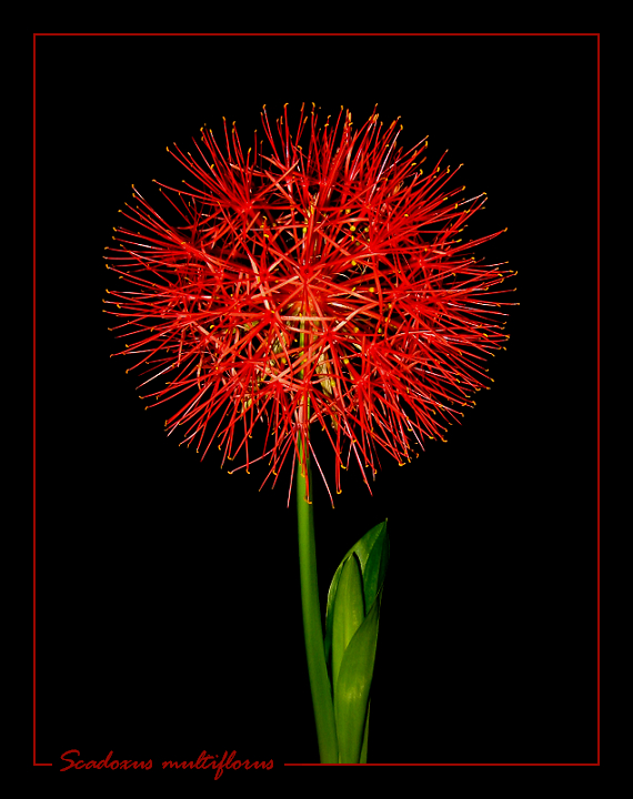 Scadoxus multiflorus