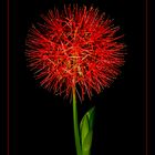 Scadoxus multiflorus