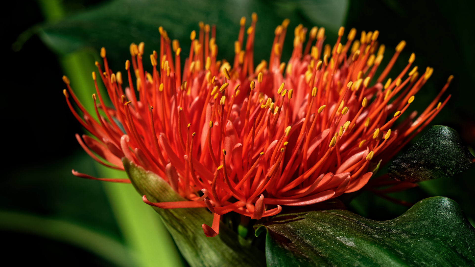 Scadoxus multiflorus (aufgeblüht)