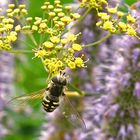 Scaeva pyrastri  - Pied Hoverfly