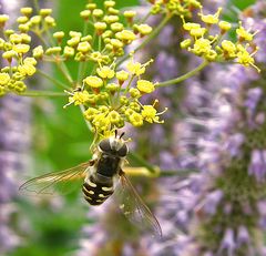 Scaeva pyrastri  - Pied Hoverfly