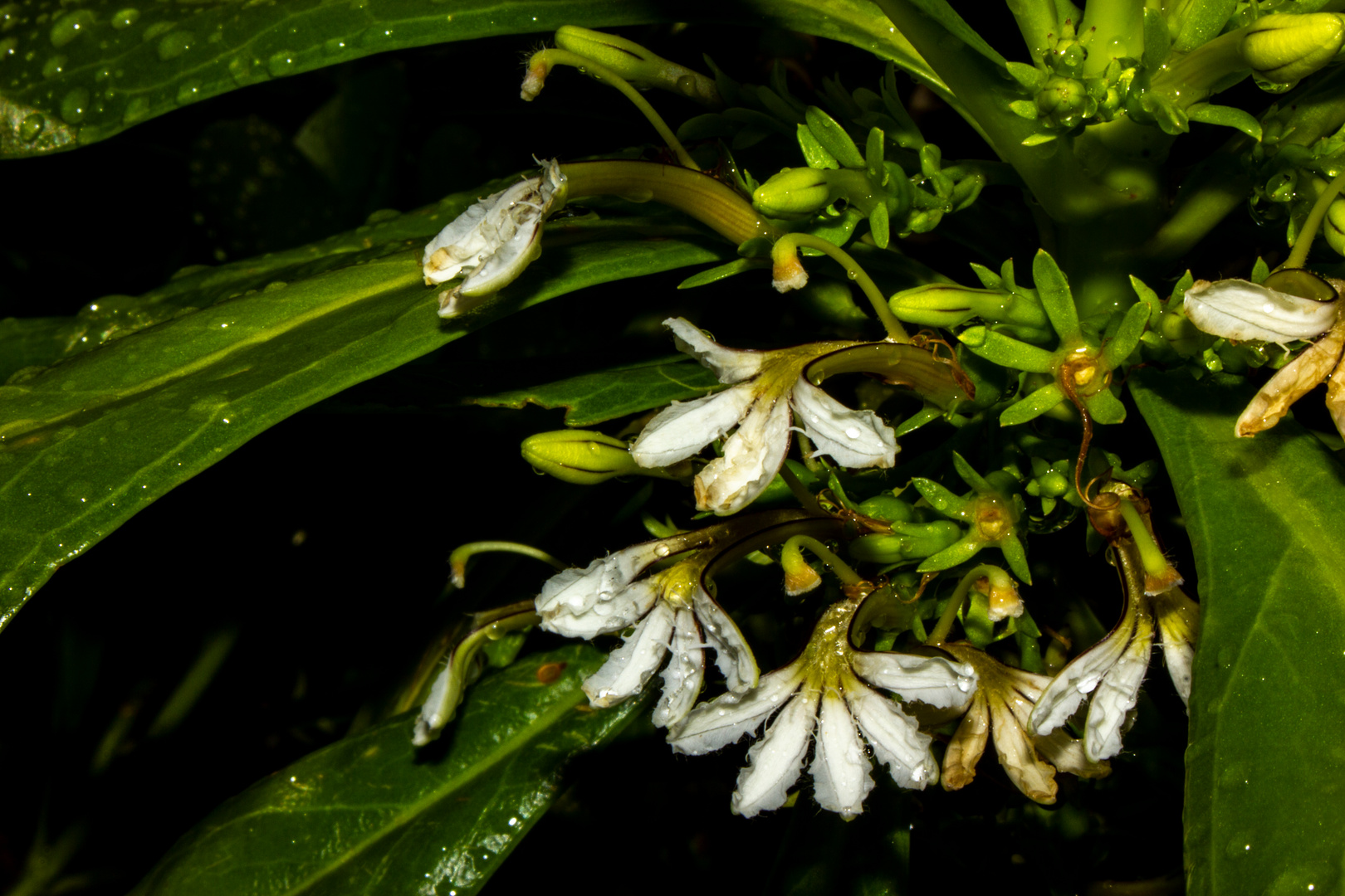 Scaevola taccada