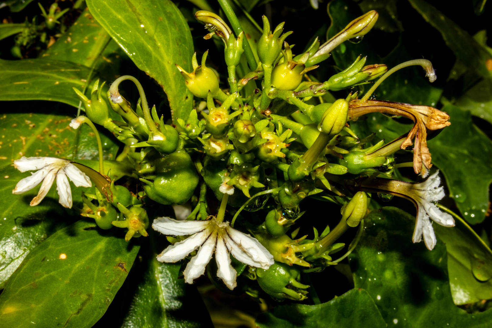 Scaevola taccada