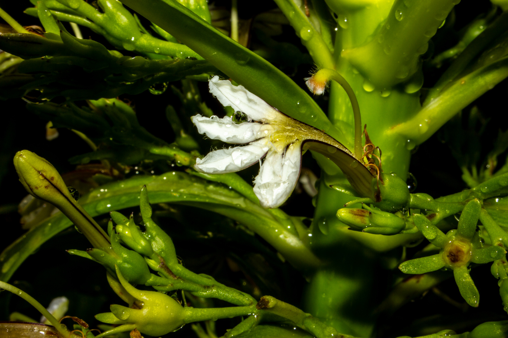 Scaevola taccada