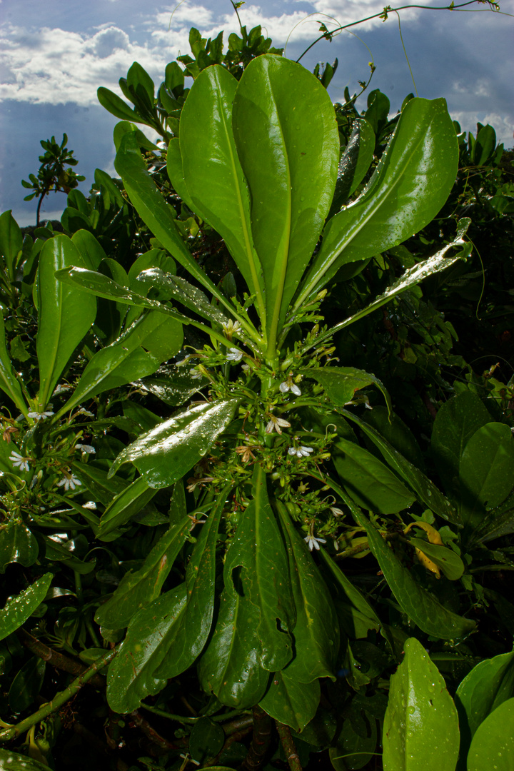 Scaevola taccada