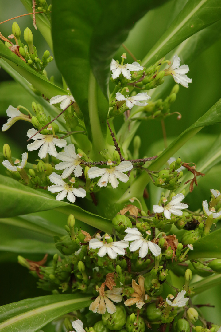 Scaevola taccada II