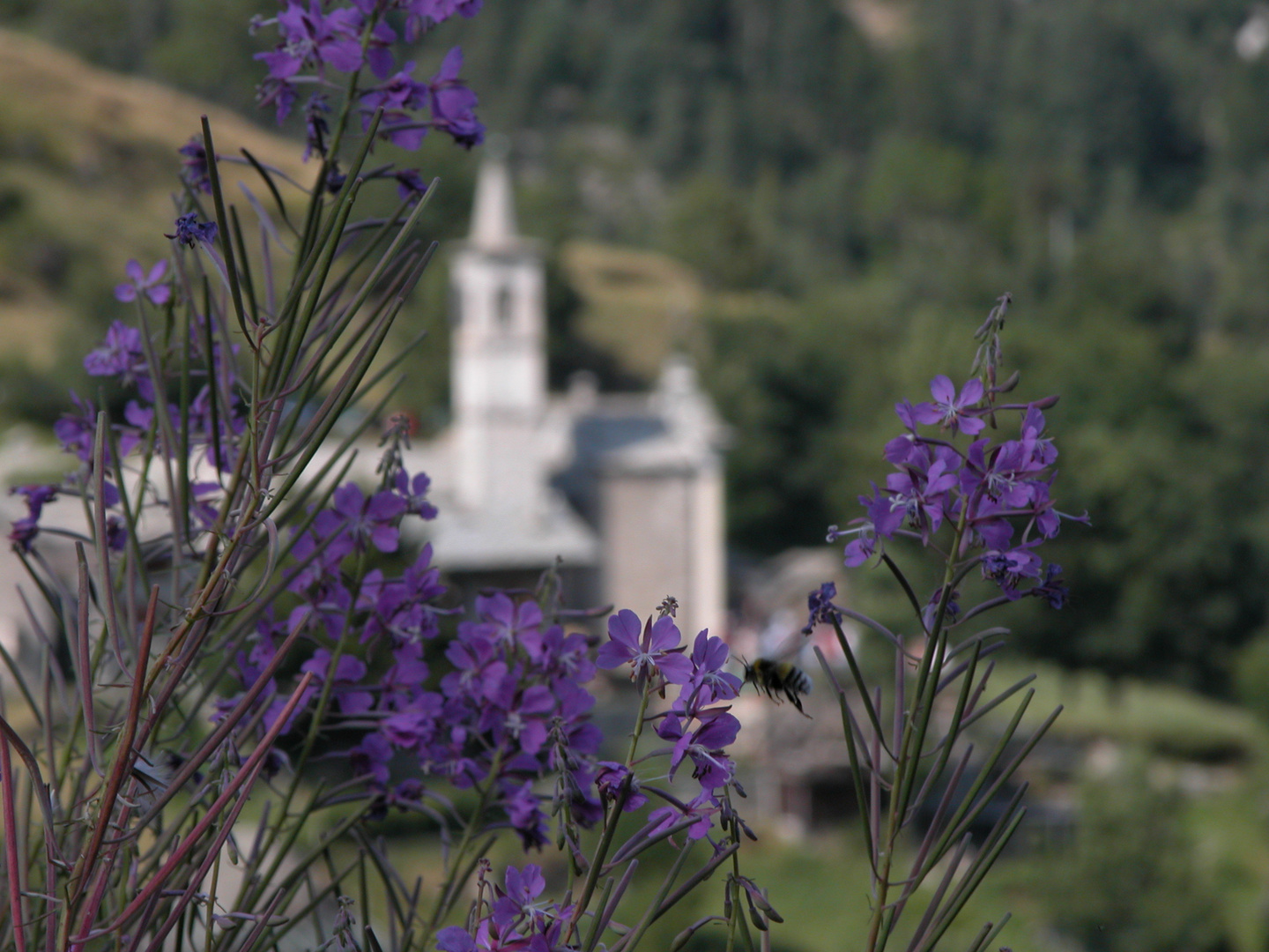 scalaro in fiore