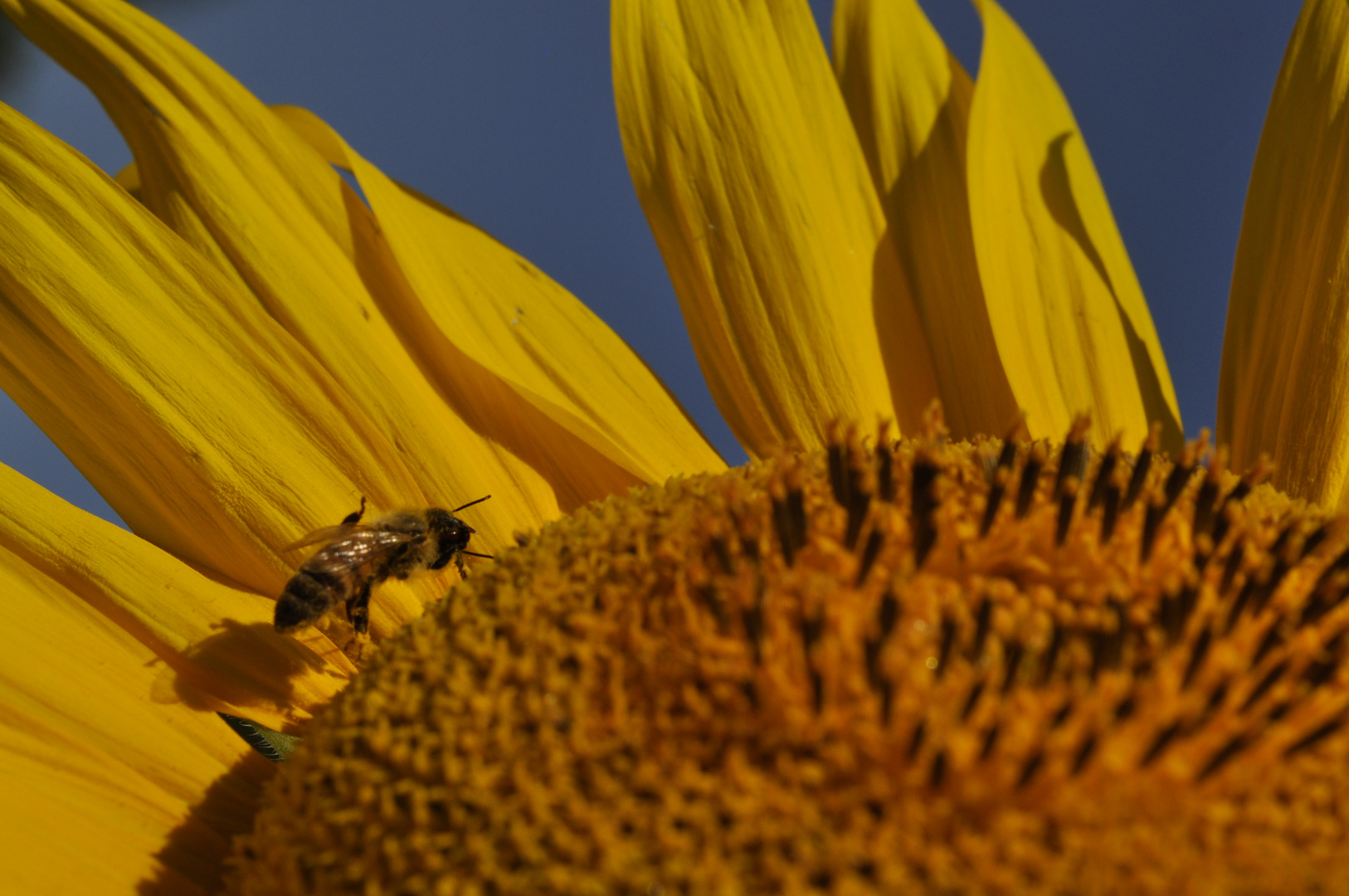 scalata al girasole