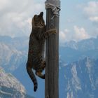 Scalata di sesto gatto