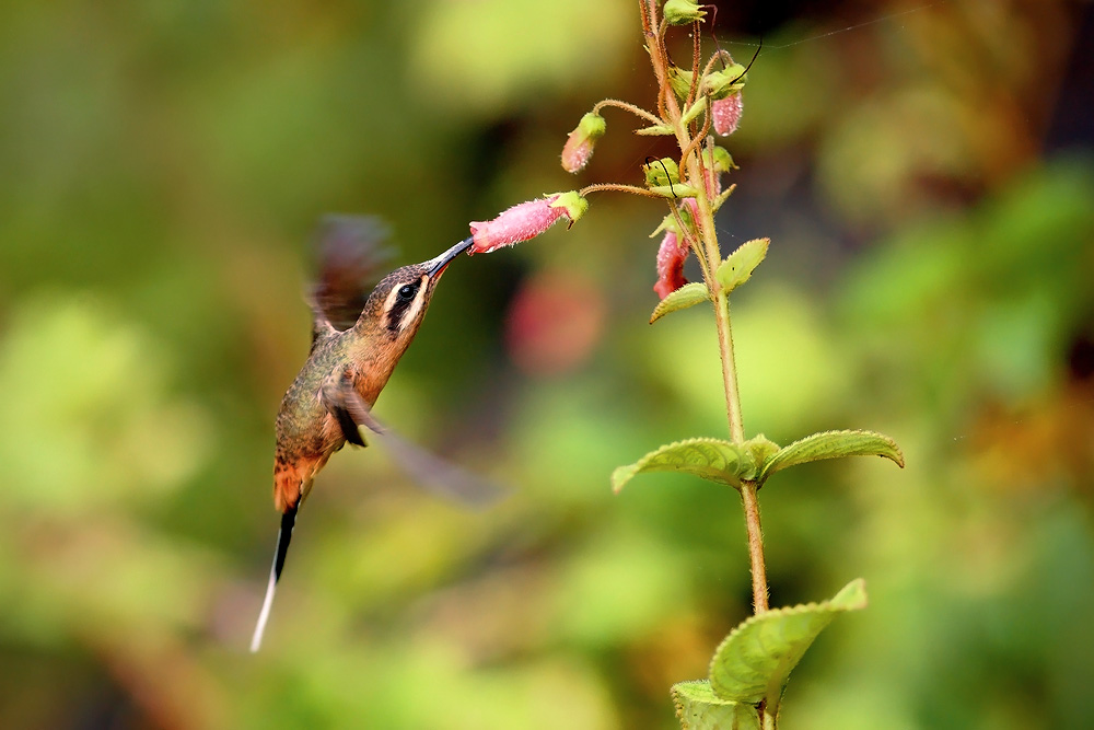 Scale-throated Hermit (Phaethornis eurynome)