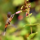 Scale-throated Hermit (Phaethornis eurynome)