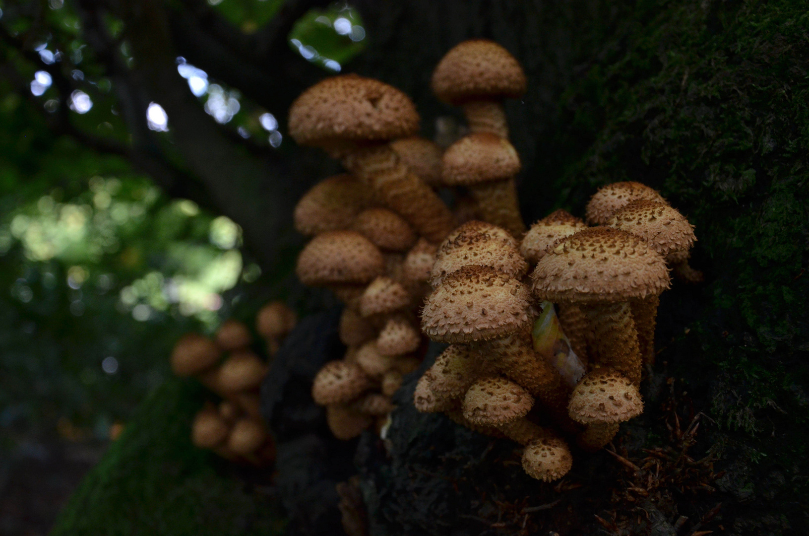 Scales and Spikes --- Pholiota squarrosa (WEIGEL : FR.) P. KUMM.