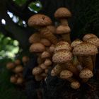 Scales and Spikes --- Pholiota squarrosa (WEIGEL : FR.) P. KUMM.