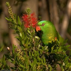 Scaly-breasted Lorikeet