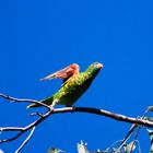 Scaly Breasted Lorikeet