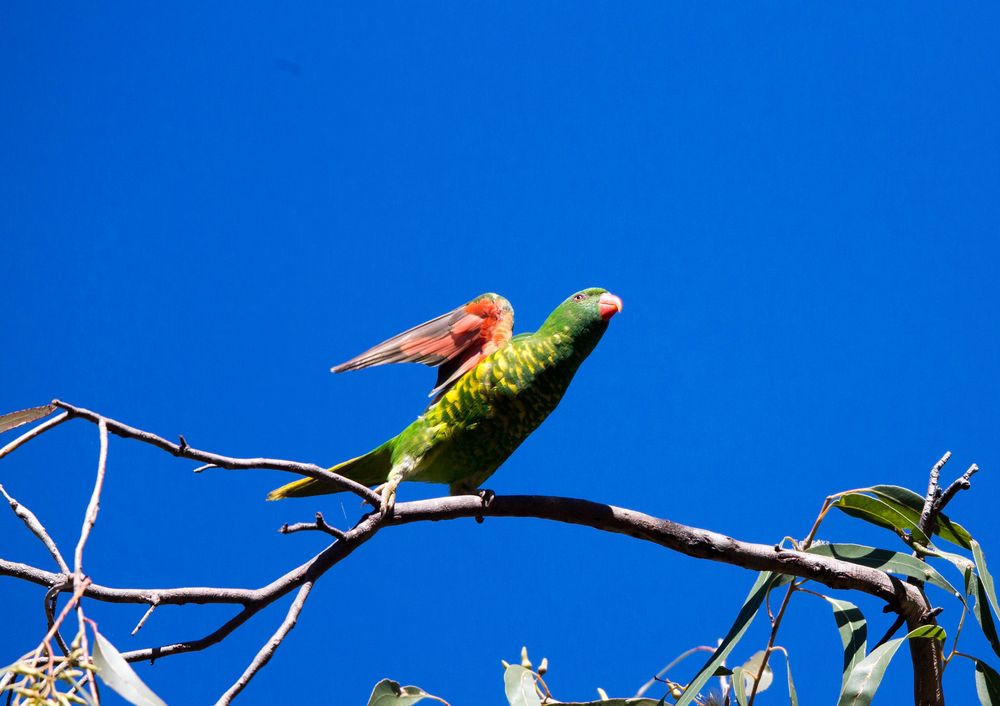 Scaly Breasted Lorikeet