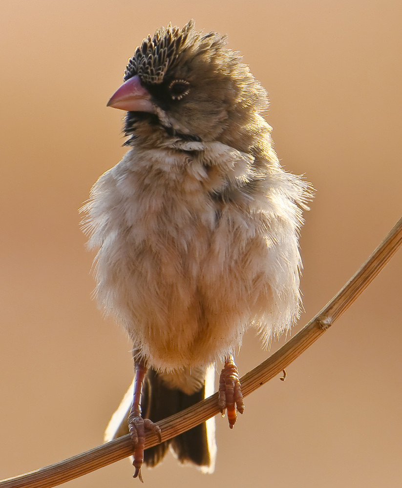 scaly feathered finch