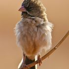 scaly feathered finch