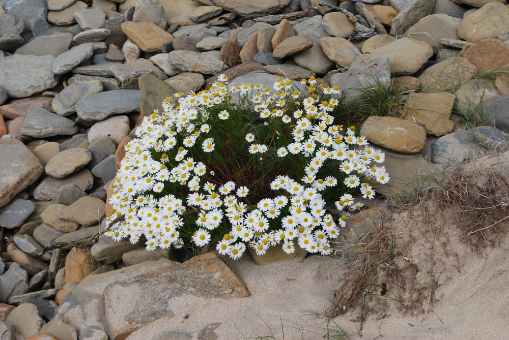 Scara Brae seaside