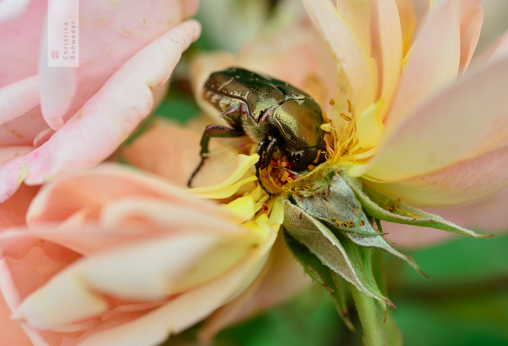 Scarabaeidae