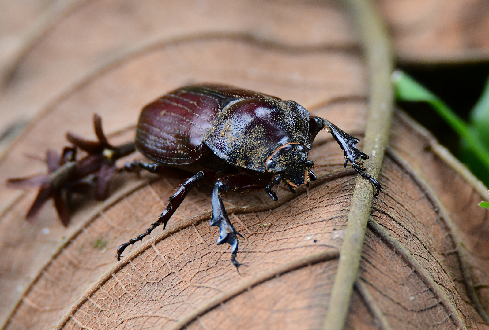 Scarabäus Foto & Bild tiere, wildlife, insekten Bilder auf
