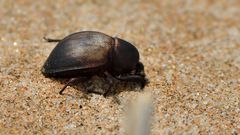 Scarabaeus