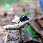 Scarabäus auf einem Pilz