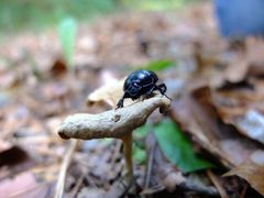 Scarabäus auf einem Pilz