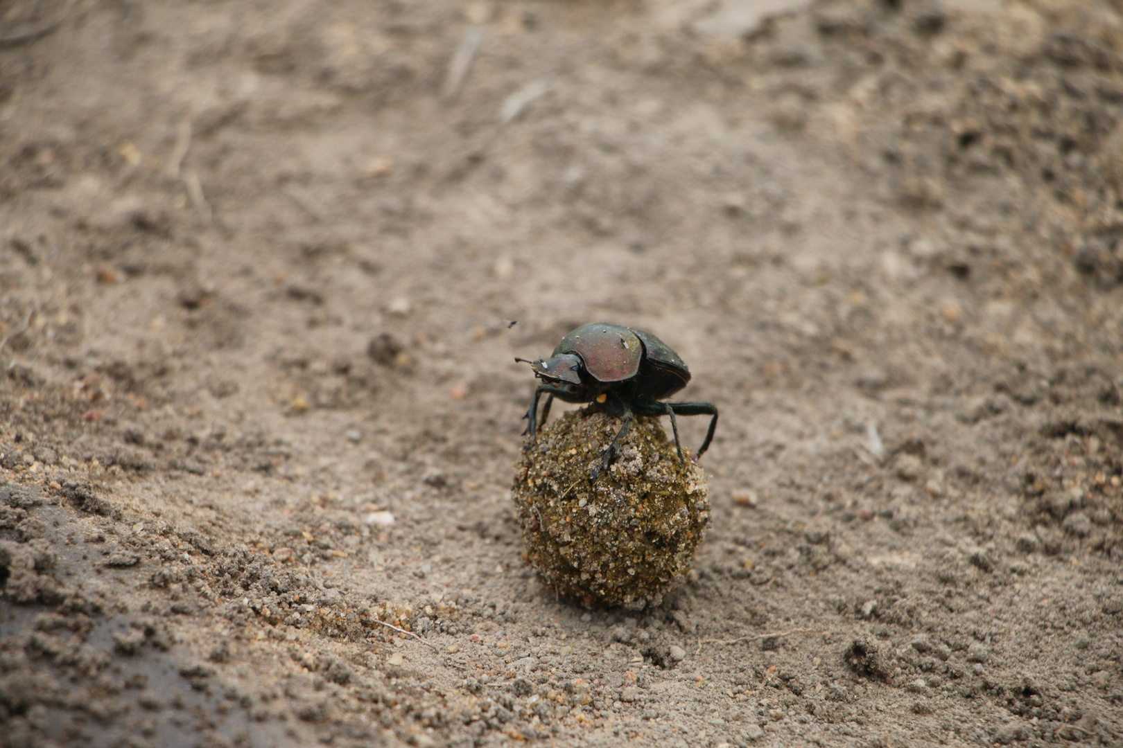 Scarabaeus Käfer auf Mistkugel