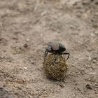 Scarabaeus Käfer auf Mistkugel