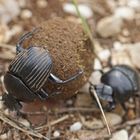 Scarabaeus laticollis