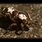scarabé