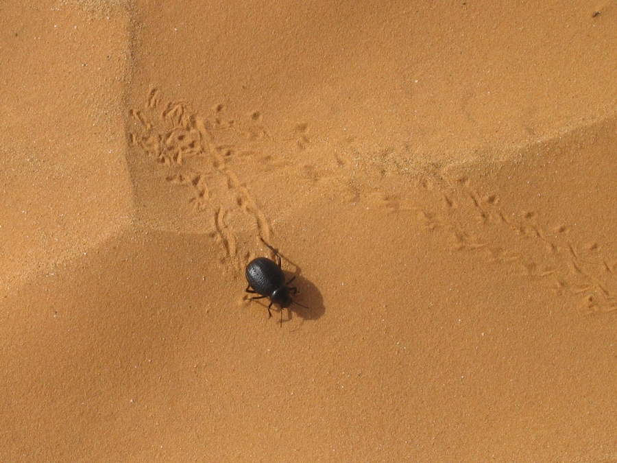 scarabé du désert