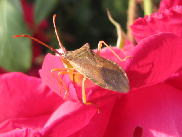 Scarabè sur une rose rouge